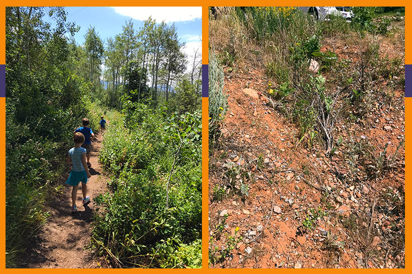 Wagon ruts and walking the Mormon Trail at Big Mountain Summit in Utah