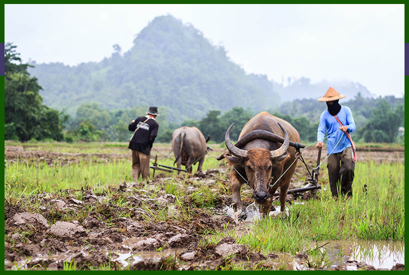 Carabao water buffalo working in a rice patty