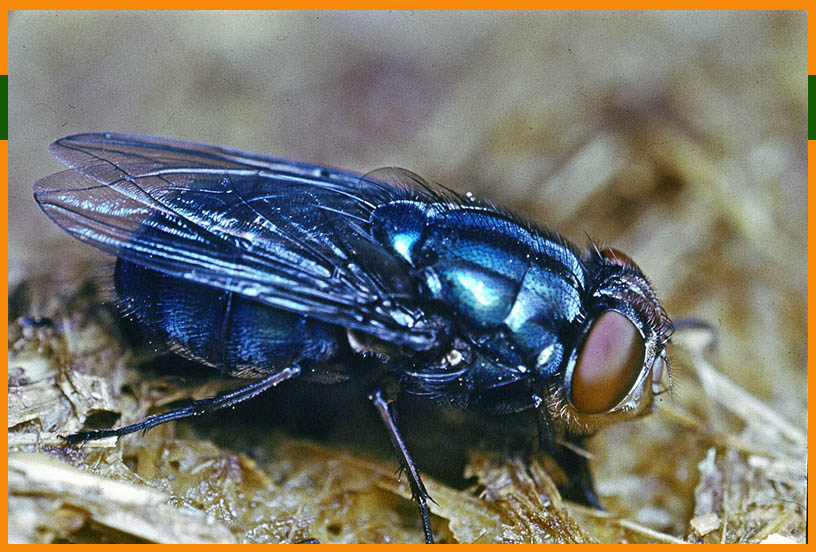 Blow fly blue bottle fly infested Cabanatuan POW Camp in The Philippines during WW2