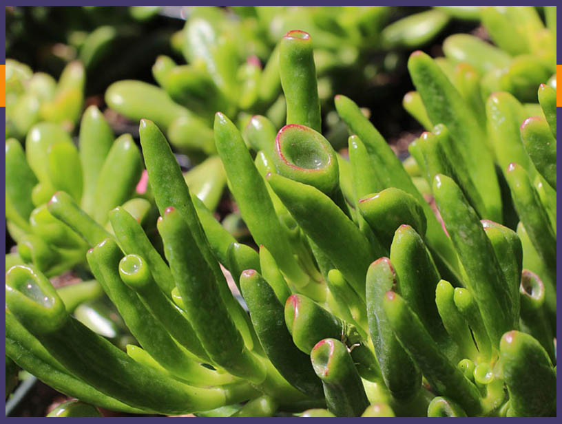 A succulent plant similar to the Whistle Weeds eaten at Cabanatuan POW Camp in The Philippines during WW2